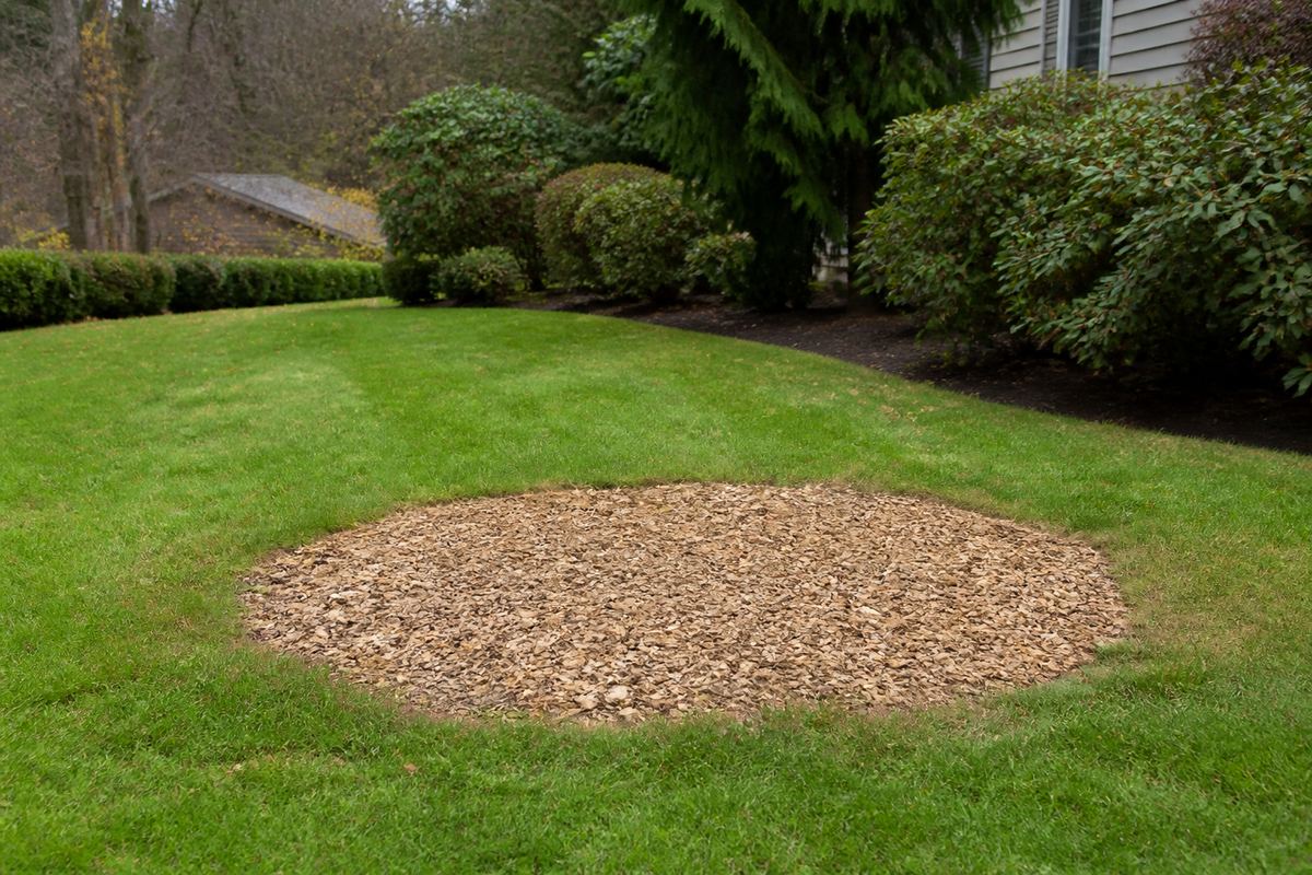 Lawn after stump grinding with fresh mulch flush to grade